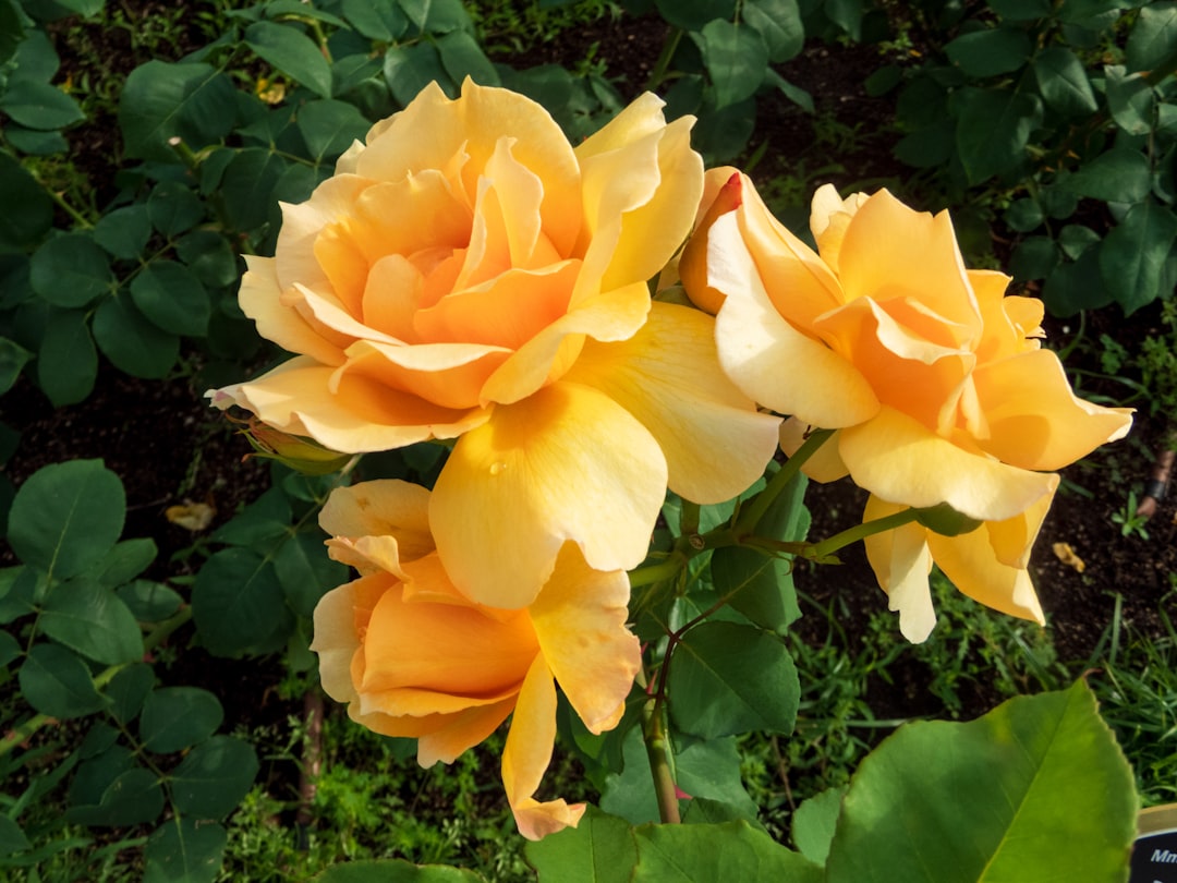 a couple of yellow flowers sitting on top of a lush green field