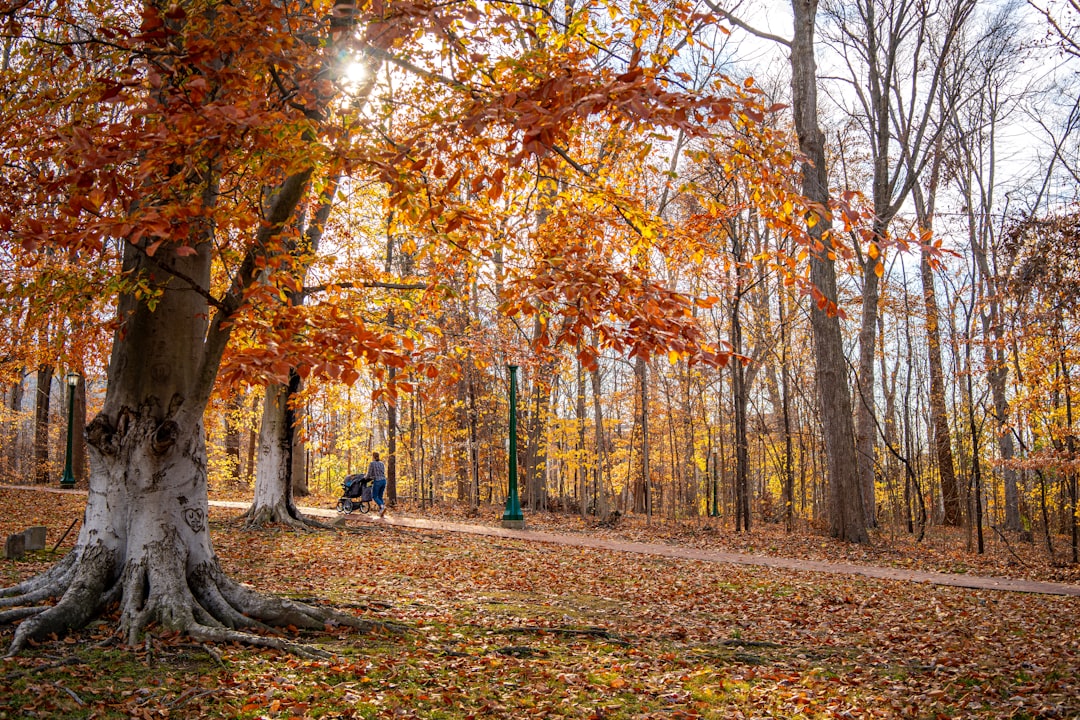 A tree in the middle of a forest with lots of leaves on the ground